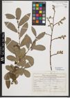 Foto von Salix appendiculata Vill.
